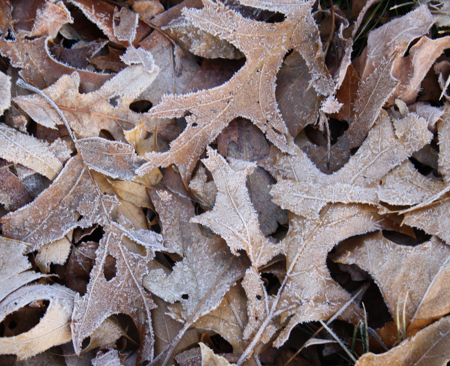 frozen-leaves