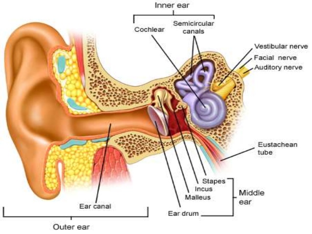 gross-anatomy-of-the-ear-3-638